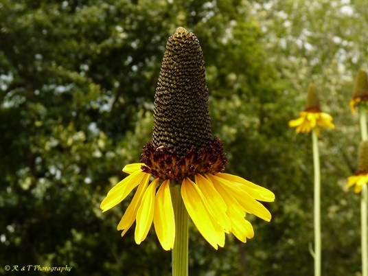 {Rudbeckia maxima}